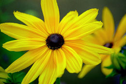 Image of blackeyed Susan