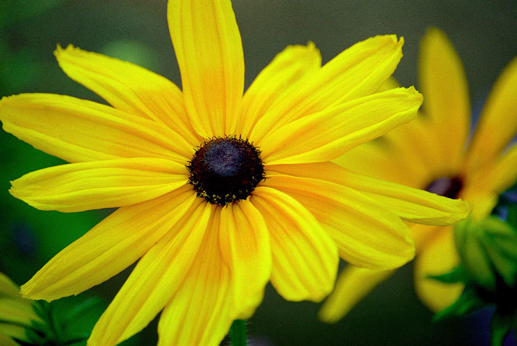 Image of blackeyed Susan