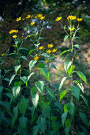 Image of Jerusalem artichoke