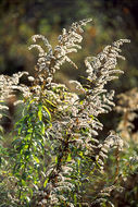 Image of Canada goldenrod