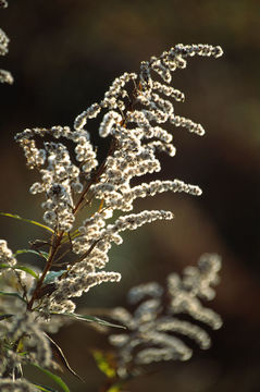 Image of Canada goldenrod