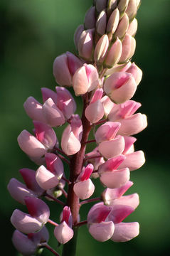 Image of big-leaved lupine