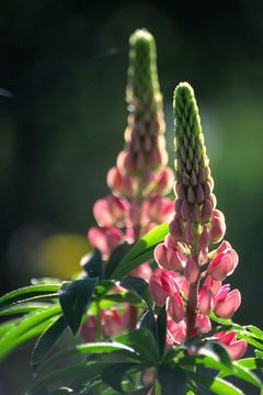 Image of big-leaved lupine