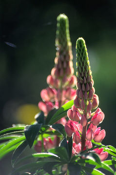 Image of big-leaved lupine