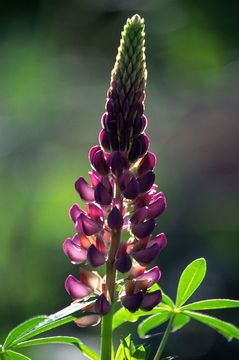 Image of big-leaved lupine