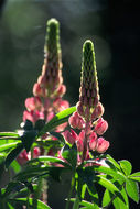 Image of big-leaved lupine