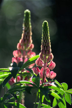 Image of big-leaved lupine