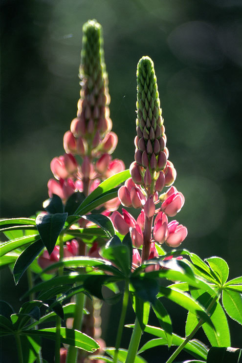 Image of big-leaved lupine