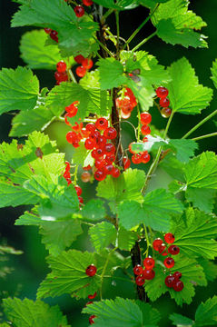 Слика од Ribes rubrum L.