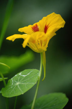 Image of Garden Nasturtium