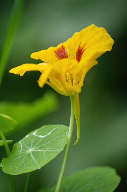 Image of Garden Nasturtium