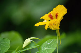 Image of Garden Nasturtium