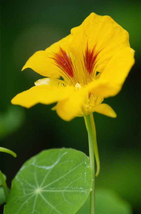 Image of Garden Nasturtium