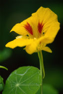 Image of Garden Nasturtium