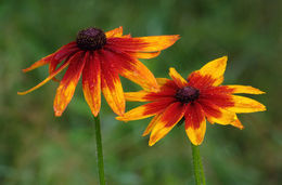 Image of blackeyed Susan