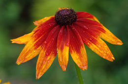 Image of blackeyed Susan