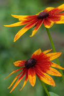 Image of blackeyed Susan