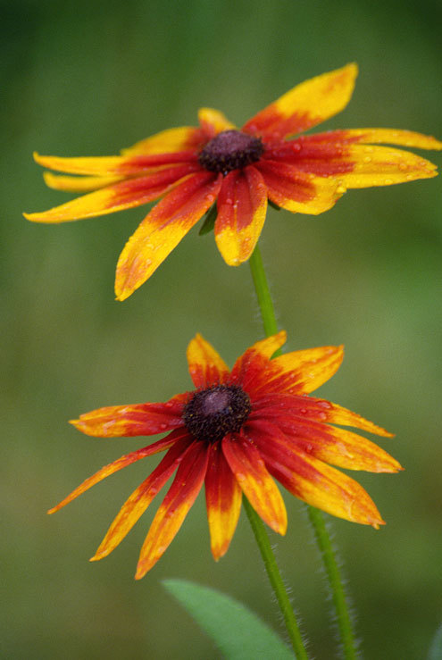 Image of blackeyed Susan