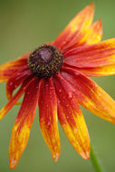 Image of blackeyed Susan