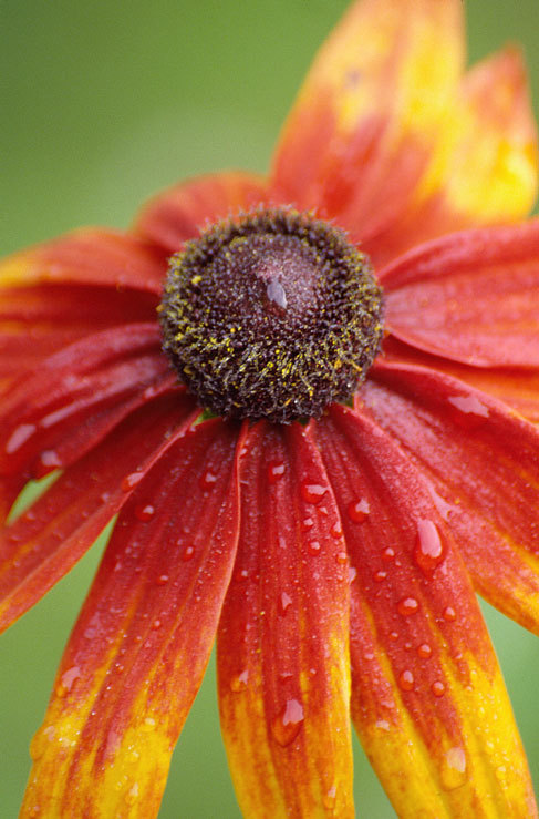 Image of blackeyed Susan