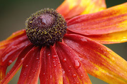 Image of blackeyed Susan