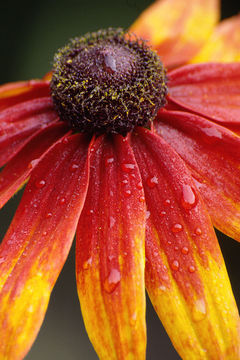 Слика од Rudbeckia hirta L.