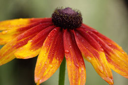 Image of blackeyed Susan