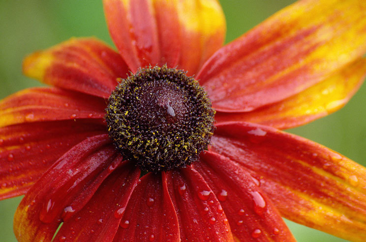 Image of blackeyed Susan