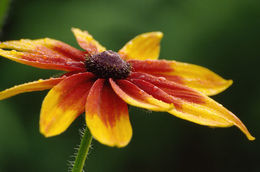 Image of blackeyed Susan