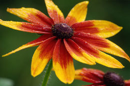 Image of blackeyed Susan