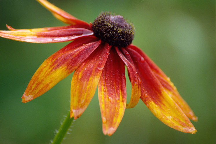 Image of blackeyed Susan