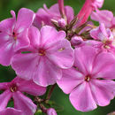 Image of fall phlox