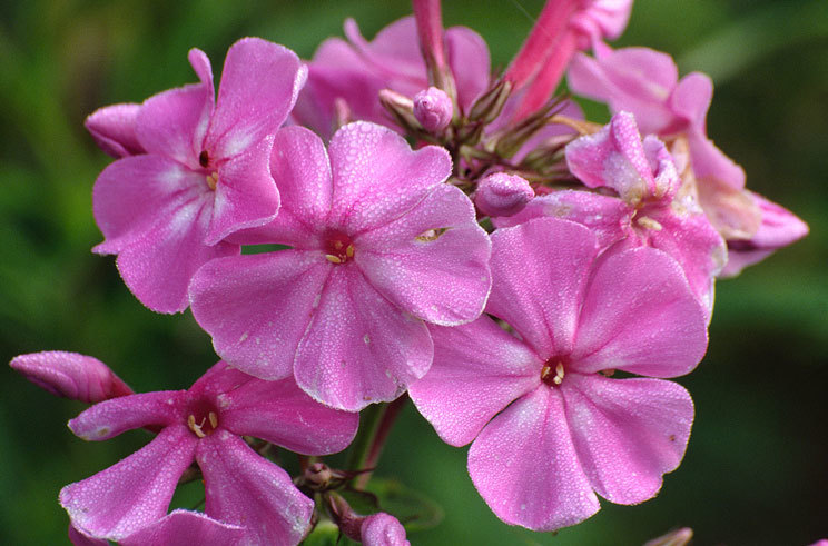 Image of fall phlox