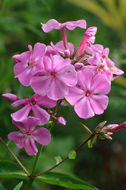 Imagem de Phlox paniculata L.