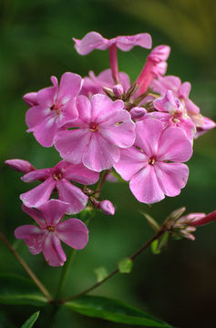 Image of fall phlox