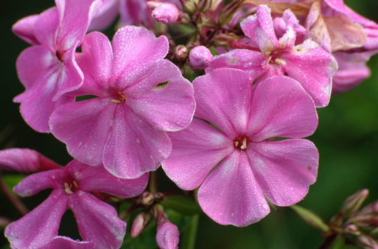 Image of fall phlox