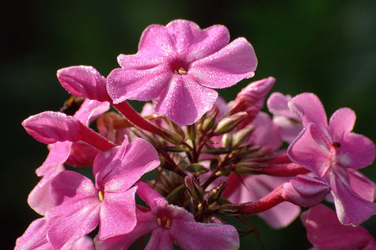 Image of fall phlox