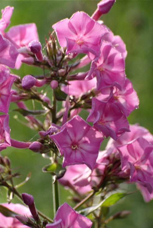 Image of fall phlox