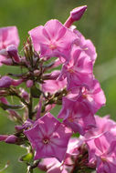 Image of fall phlox