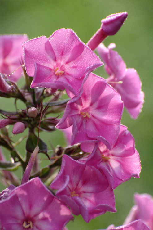 Image of fall phlox