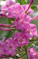 Image of fall phlox