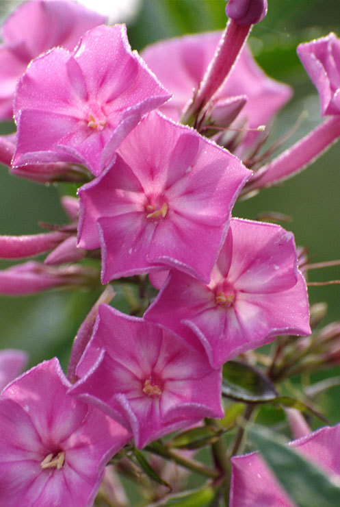 Image of fall phlox