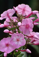 Image of fall phlox