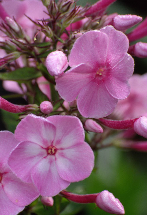 Image of fall phlox