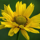 Image of thinleaf sunflower