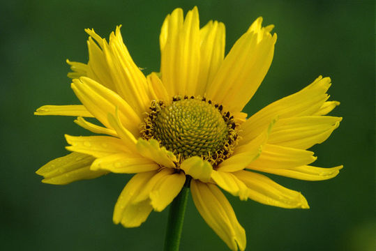 Image de Helianthus decapetalus L.