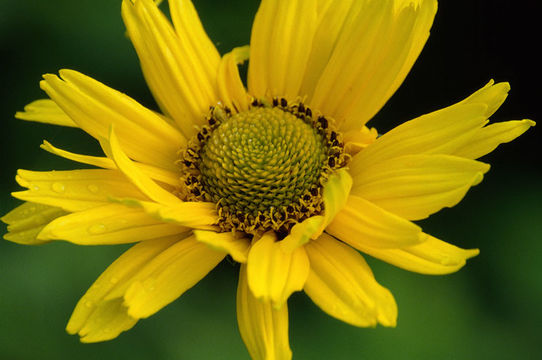 Image of thinleaf sunflower