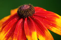 Image of blackeyed Susan