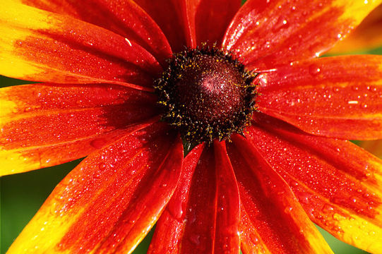 Image of blackeyed Susan