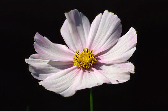 Image of garden cosmos